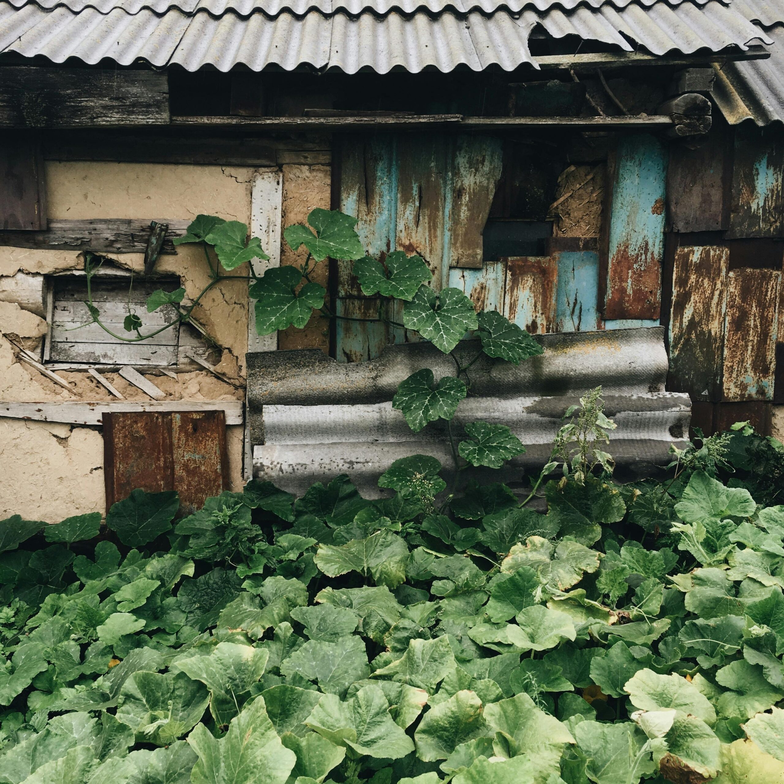 A rustic shed surrounded by lush green leaves and plants, featuring textured, weathered walls.